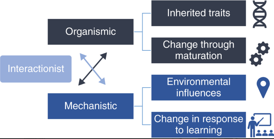 This picture is a graph that has two main branches. The first branch is named organismic. The organismic branch has two sibling branches: Inherited traits, and change through maturation. The second branch named mechanistic has two sibling branches, the first one is named environmental influences, the second branch is named change in response to learning. There is another box named interactionist that points to both main branches which are organismic and mechanistic