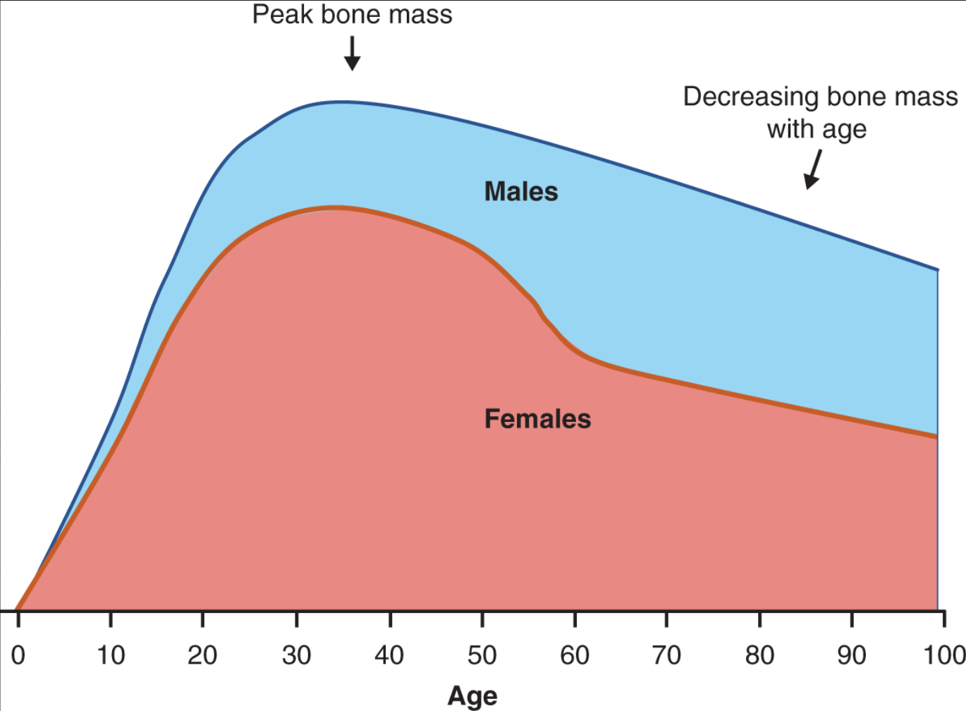 Cumulative graph that shows that bone mass decreases from 0 to 99 years. It shows  two trajectories, one for males and the other for females. Females have a steeper decline compare to males